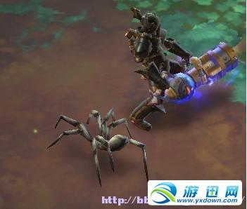 宠物吸血蜘蛛.JPG