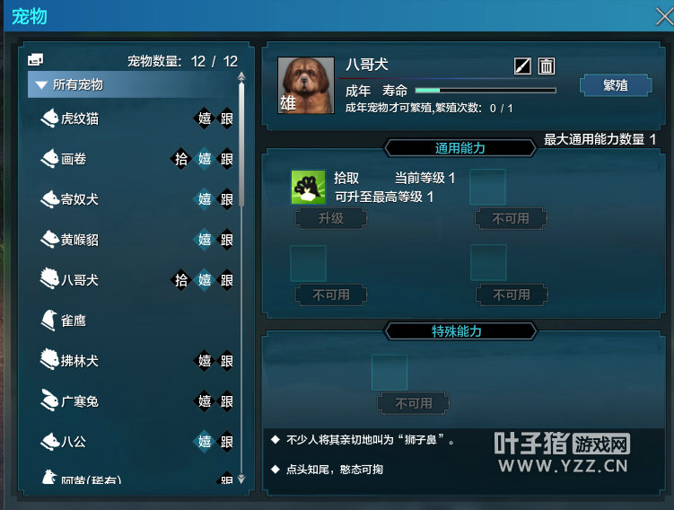 八哥犬