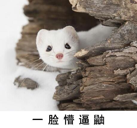 一脸懵逼鼬.jpg