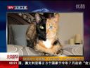 “阴阳脸”双面猫走红网络 左右脸与眼睛颜色各不同