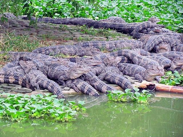 南京千条鳄鱼集体日光浴 非地震前兆