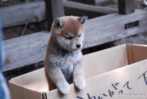 逗游网