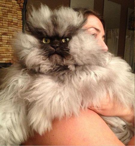 这只猫看上去总是眉头紧锁
