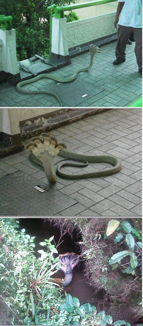 冷知識最新圖片