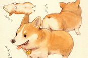 魔獸世界十周年慶：11月21日上線獲熔火柯基犬