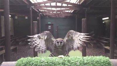 逗游网