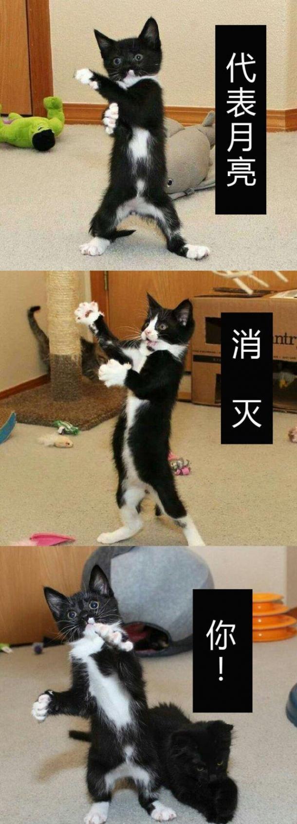 爆笑囧圖：代表月亮消滅你！
