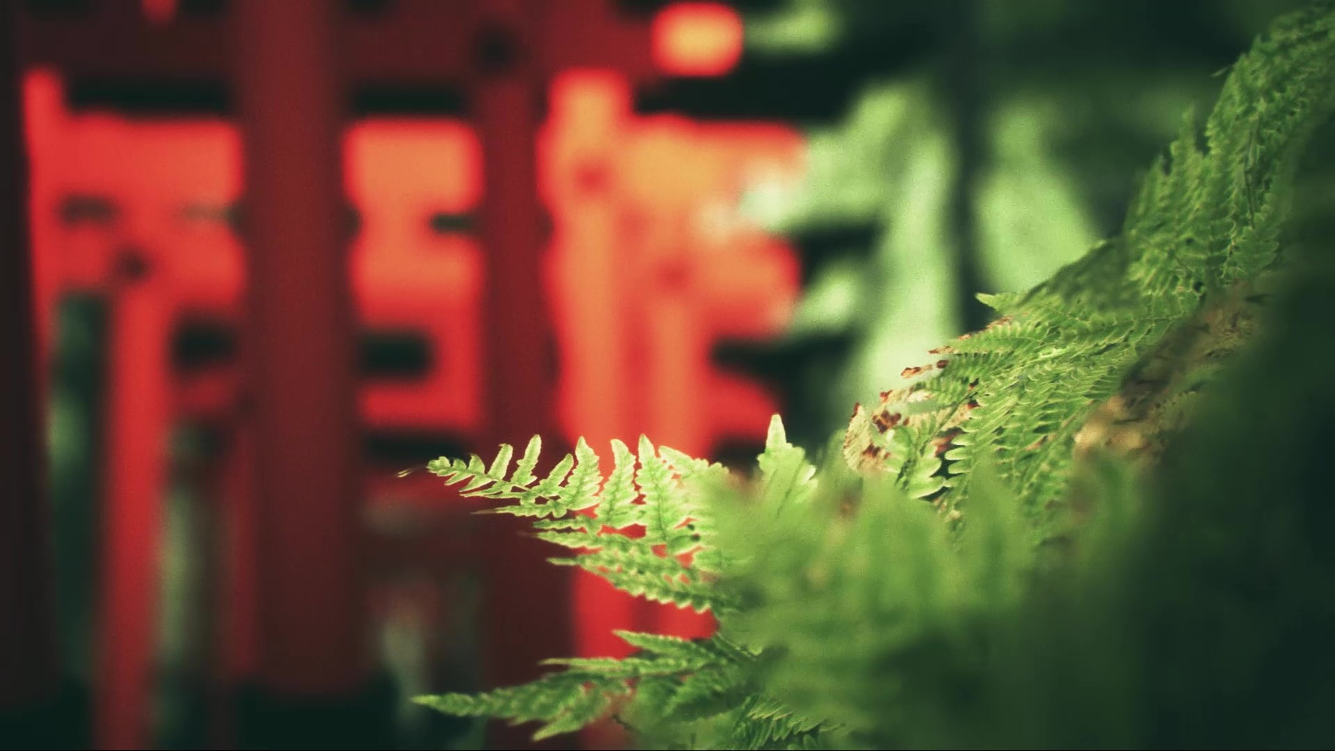 Explore Fushimi Inari图片